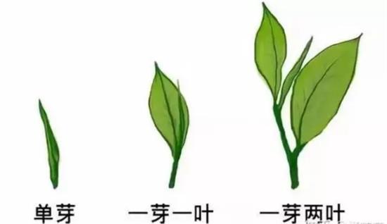 摘茶葉最快的方法，采摘茶葉怎么才能快？
