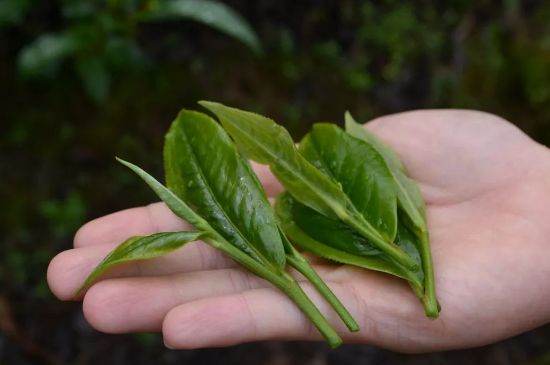 單樅茶什么季節(jié)最好喝，鳳凰單叢茶春茶好還是秋茶好？