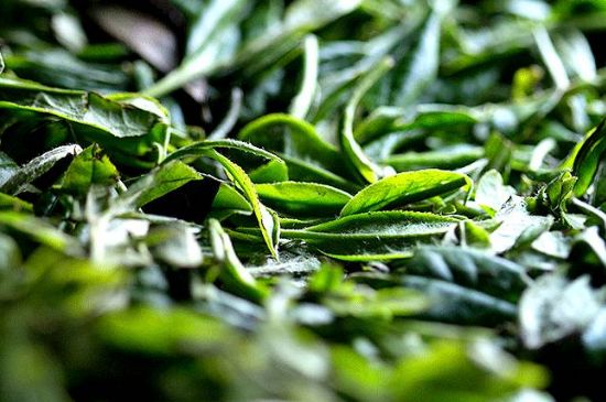 荒野銀針市場價(jià)多少，真正的荒野白毫銀針多少錢？