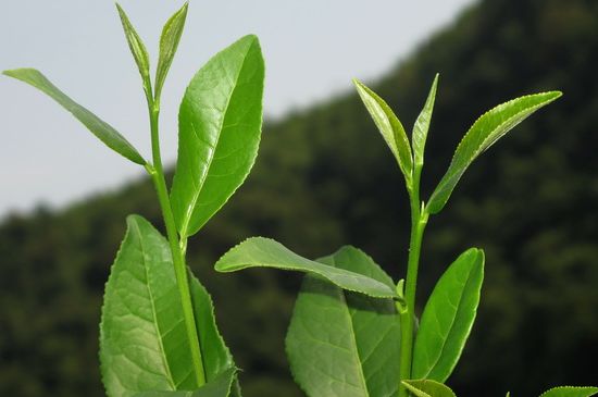 單樅茶什么季節(jié)最好喝，鳳凰單叢茶春茶好還是秋茶好？