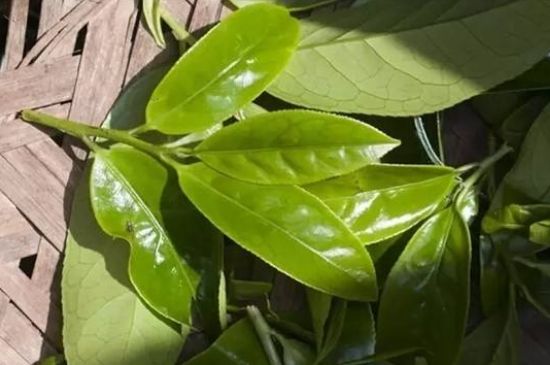 鴨屎香茶哪些人不能飲，什么人不能喝鴨屎香