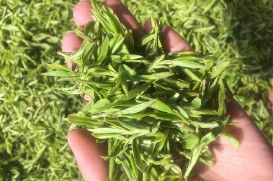 龍井好喝還是毛尖好喝，綠茶是龍井好還是毛尖好？