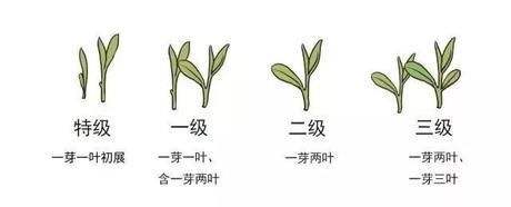 烏牛早和龍井的區(qū)別圖片，龍井43號(hào)和烏牛早茶的對(duì)比