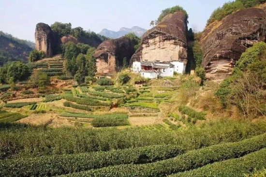 馬頭巖肉桂是大紅袍嗎，大紅袍肉桂屬于什么茶？