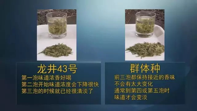 龍井群體種和43號(hào)的區(qū)別圖片，龍井43和群體種哪個(gè)好喝？
