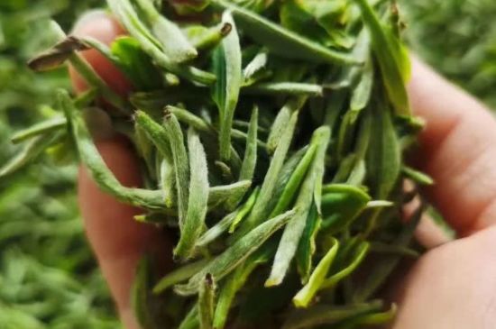 金壇雀舌算不算好茶，金壇雀舌屬于什么檔次茶葉？