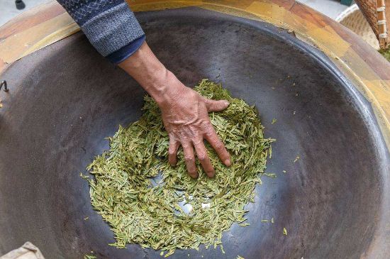 雀舌有一股青草味，雀舌為什么有青草味？