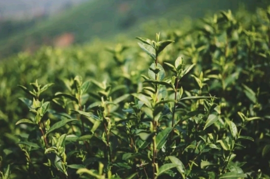 龍井是明前的好還是雨前的好，明前茶和雨前茶哪個(gè)好喝？