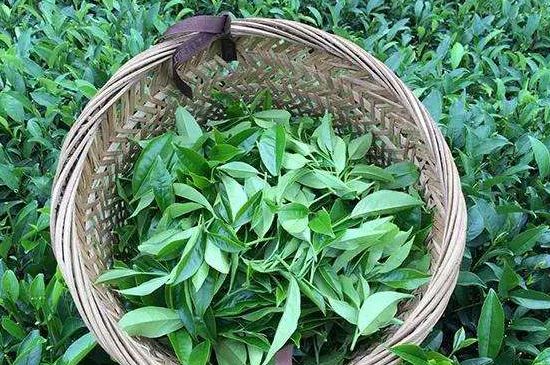 鴨屎香單叢雪片茶的特點(diǎn)，鳳凰雪片茶有什么特點(diǎn)？