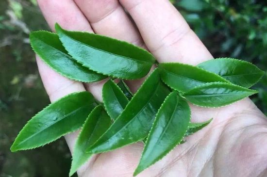 鋸朵仔跟鴨屎香哪個(gè)貴，鋸朵子和鴨屎香哪個(gè)好喝？