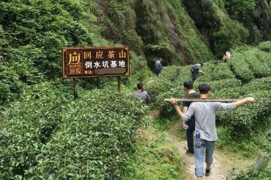 300塊錢的金駿眉能喝嗎，兩三百多金駿眉和一千多區(qū)別