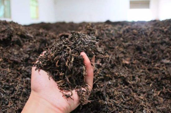 茯磚茶與普洱茶哪個(gè)好，茯茶和普洱茶口味區(qū)別