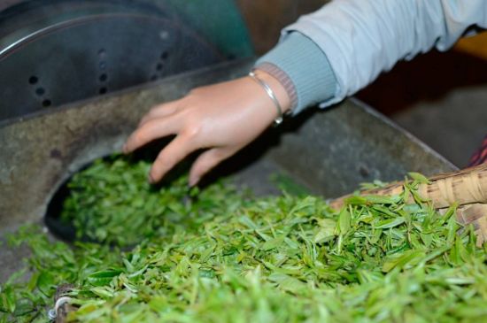 雀舌有一股青草味，雀舌為什么有青草味？