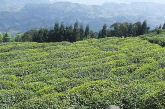 蒙頂山茶種類，蒙頂山哪種茶好？