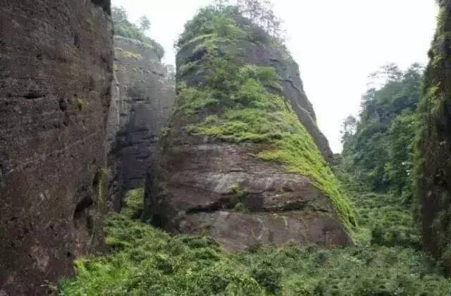武夷山為什么盛產(chǎn)茶葉，武夷山茶為什么好喝？
