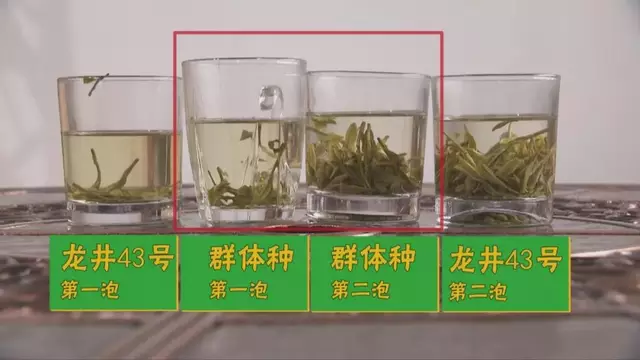 龍井群體種和43號(hào)的區(qū)別圖片，龍井43和群體種哪個(gè)好喝？