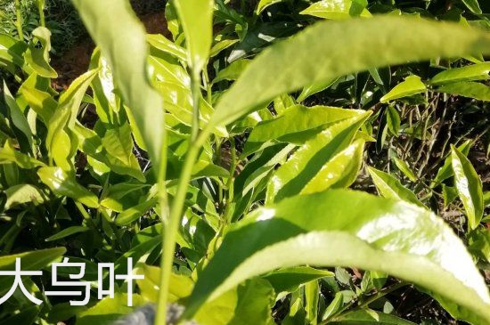 鴨屎香和大烏葉是同一種茶葉嗎，單叢大烏葉和鴨屎香有什么區(qū)別？