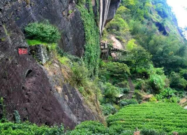 武夷山為什么盛產(chǎn)茶葉，武夷山茶為什么好喝？