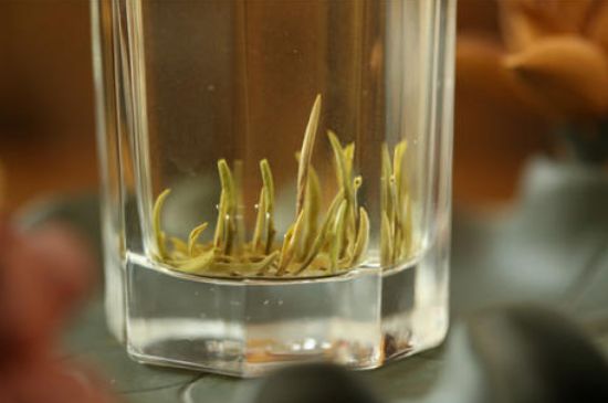 踏雪蘭妃是什么茶，踏雪蘭妃是哪里的茶葉?