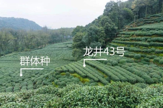 43號龍井屬于好茶嗎，龍井茶43號是什么意思？