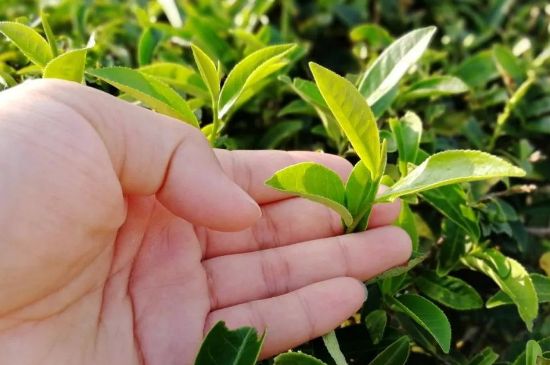 大紅袍四大品種有哪些，大紅袍的種類和著名品種特點(diǎn)介紹