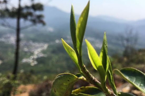 鳳凰單樅什么人不能喝，哪些人不能飲單叢茶