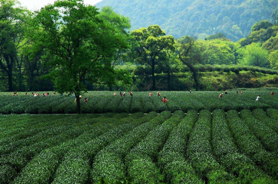 蘇州碧螺春東山好還是西山好，洞庭碧螺春西山和東山哪個(gè)好？
