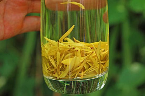 茶中奇葩黃金芽，安吉白茶中黃金芽的特點(diǎn)