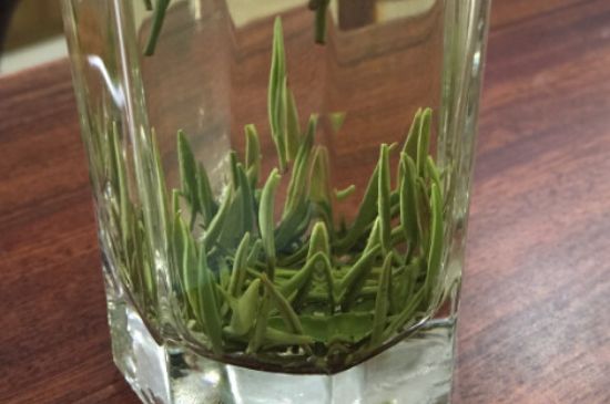 竹葉青和雀舌哪個貴，竹葉青茶貴嗎？