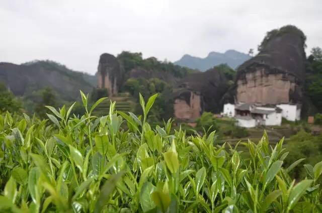 武夷山為什么盛產(chǎn)茶葉，武夷山茶為什么好喝？