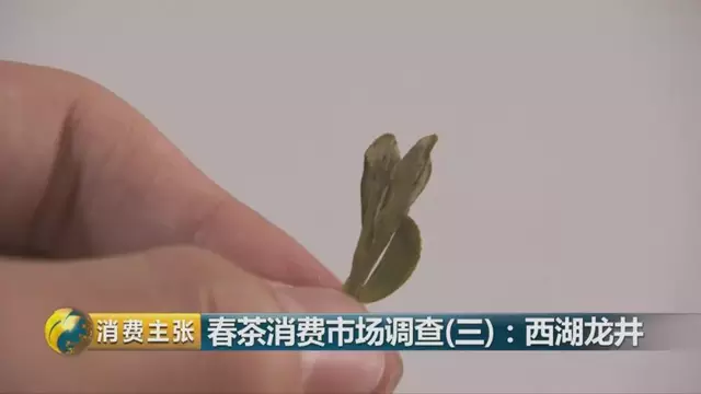 龍井群體種和43號(hào)的區(qū)別圖片，龍井43和群體種哪個(gè)好喝？