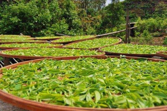 單叢茶十大香型以及常見品種大全，潮安鳳凰單樅十大名香歸類