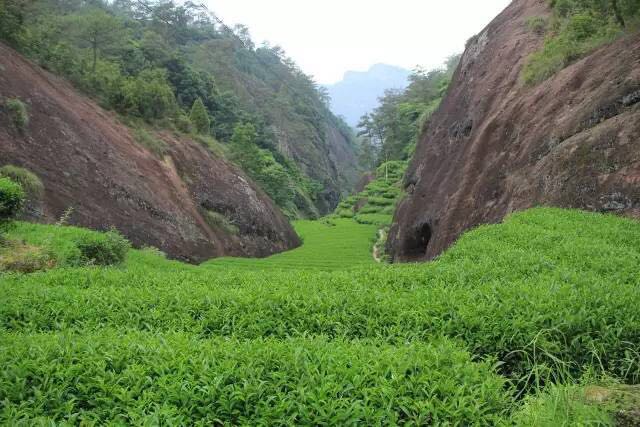 武夷山為什么盛產(chǎn)茶葉，武夷山茶為什么好喝？