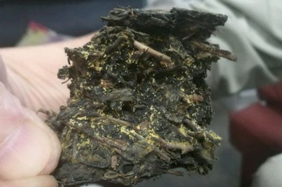 伏茶里的金花是黃曲霉素嗎，金花茯茶里的是什么菌