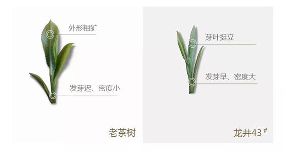 43號龍井屬于好茶嗎，龍井茶43號是什么意思？