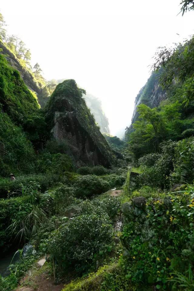 武夷山為什么盛產(chǎn)茶葉，武夷山茶為什么好喝？