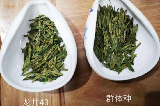43號龍井屬于好茶嗎，龍井茶43號是什么意思？