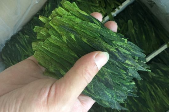 什么綠茶味道濃香，那個綠茶比較濃香？