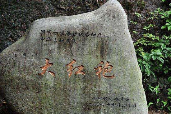 母樹(shù)大紅袍給誰(shuí)喝了，為什么母樹(shù)大紅袍叫三棵六株？