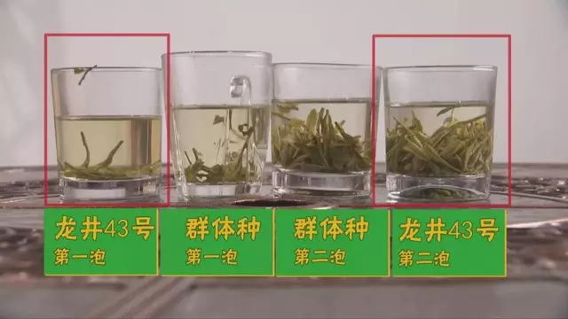 烏牛早和龍井的區(qū)別圖片，龍井43號(hào)和烏牛早茶的對(duì)比