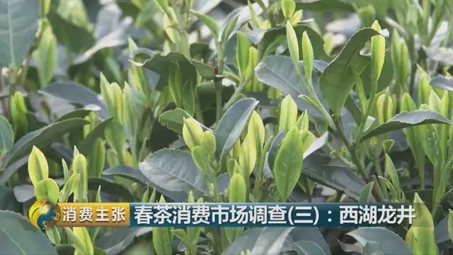 龍井群體種和43號(hào)的區(qū)別圖片，龍井43和群體種哪個(gè)好喝？