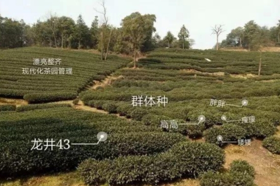 43號龍井屬于好茶嗎，龍井茶43號是什么意思？