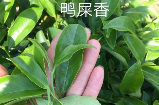 鴨屎香和大烏葉是同一種茶葉嗎，單叢大烏葉和鴨屎香有什么區(qū)別？