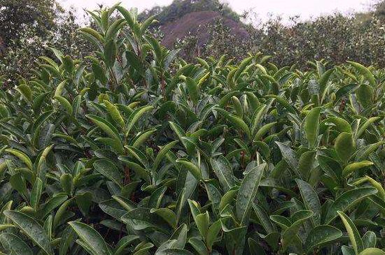 馬頭巖肉桂是大紅袍嗎，大紅袍肉桂屬于什么茶？