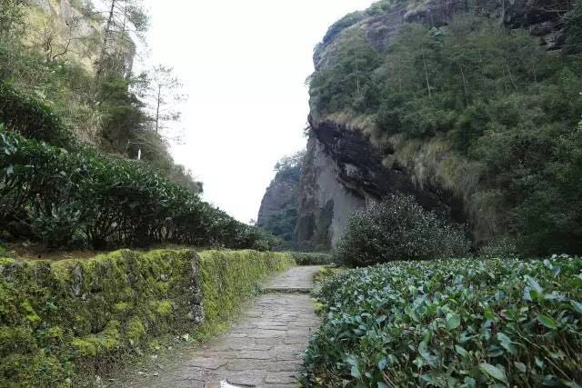 武夷山為什么盛產(chǎn)茶葉，武夷山茶為什么好喝？