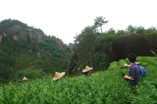 肉桂茶和大紅袍哪個貴，武夷山肉桂與大紅袍的價格比較