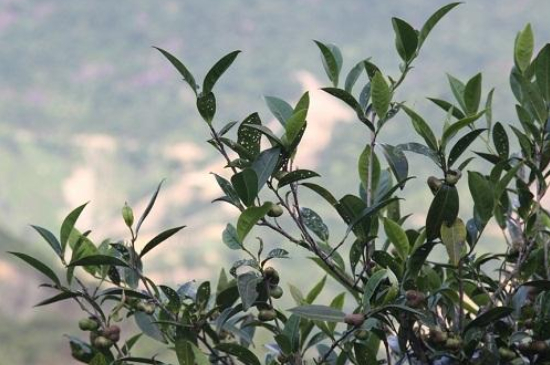 單叢茶十大香型以及常見品種大全，潮安鳳凰單樅十大名香歸類