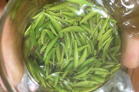 雀舌有一股青草味，雀舌為什么有青草味？