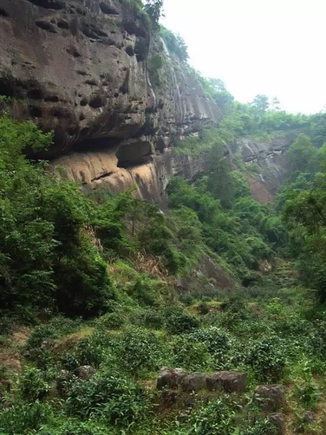 武夷山為什么盛產(chǎn)茶葉，武夷山茶為什么好喝？