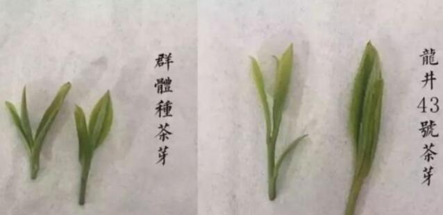 43號龍井屬于好茶嗎，龍井茶43號是什么意思？